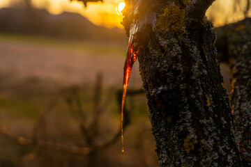 Wood resin. The resin flows out of the tree in a beautiful drop. Nature. Sunset. Resin glows in the...