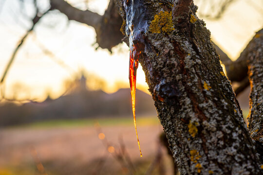 Wood resin. The resin flows out of the tree in a beautiful drop. Nature. Sunset. Resin glows in the sun