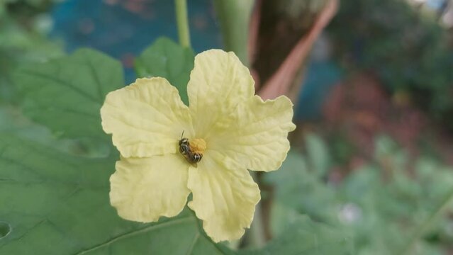 closeup view of a bitter guard flowerr , beeon the flower helping polination
