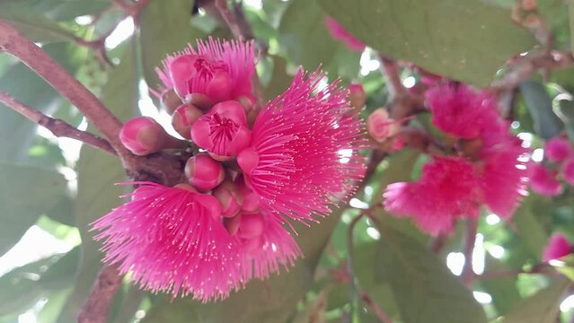 Syzygium jambos is a species of rose apple originating in Southeast Asia and occurring widely elsewhere, having been introduced as an ornamental and fruit tree