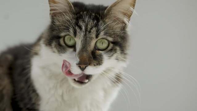 Street Cat Close-up on 4K White Infinite Background in Studio Shot