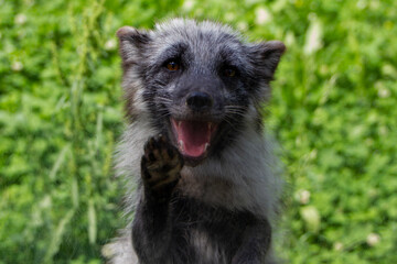 Lachender und winkender Polarfuchs im grünen