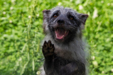 Lachender und winkender Polarfuchs im grünen