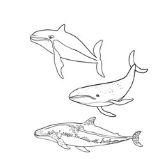 Fototapeta premium Set of whales and sharks with shit, coloring page, coloring page. Isolated illustration of underwater animals. Isolated as a blank for designers, icon, logo, label
