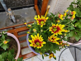 Yellow Daisy flowers on the potted plant in the garden