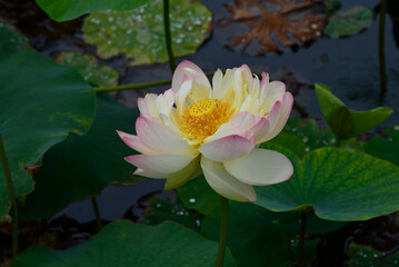 埼玉県行田市古代蓮の里のハス
