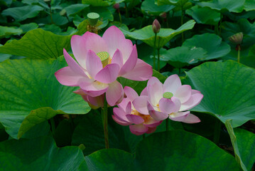 埼玉県行田市古代蓮の里のハス