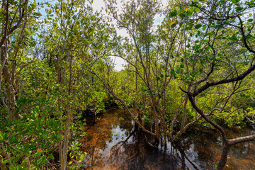 Obraz na płótnie Canvas Mangrove forest clear water on a beautiful bright day