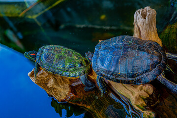 turtles perched on a log at the edge of the pond