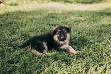 Selective Focus Portrait of a Cute Puppy in the Grass
