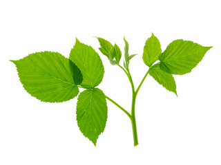 raspberry leaf. branches with leaves on transparent, png. organic natural healthy fruit .