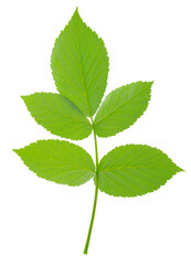 raspberry leaf. branches with leaves on transparent, png. organic natural healthy fruit .