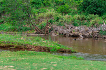 Pretty little river flowing through the savannah in South Africa