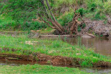 Obraz premium Pretty little river flowing through the savannah in South Africa