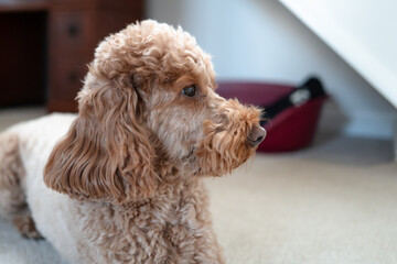 Adorable pure bred female Poodle seen sitting patiently in a hall way await for her dinner. Her dog basket can be seen under the stairs in a house.