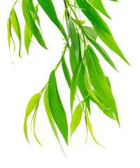 branches with green leaves. Branch with young green spring leaves. spring greenery on transparent, png