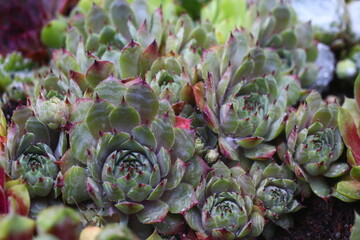 Fototapeta premium Rojnik Romatic Ritter Sempervivum