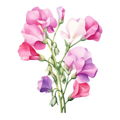 Lovely Blooming Purple and Pink Sweet Pea Flower Botanical Watercolor Painting Illustration