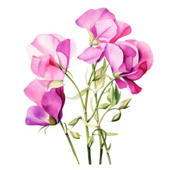 Beautiful Purple Pink Sweet Pea Flower Botanical Watercolor Painting Illustration
