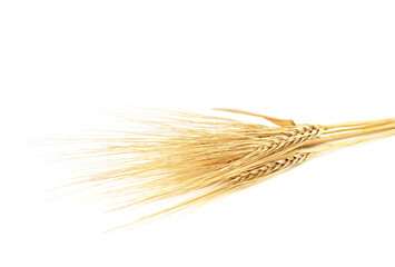 Ears of barley isolated on a white background