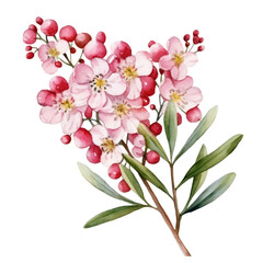 Fototapeta premium Beautiful Blooming Pastel Pink and Red Waxflower Flower Botanical Watercolor Painting Illustration