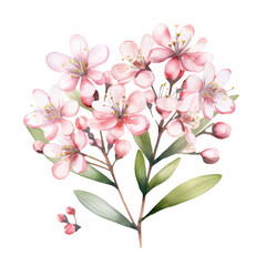 Lovely Blooming Pastel Pink Waxflower Flower Botanical Watercolor Painting Illustration