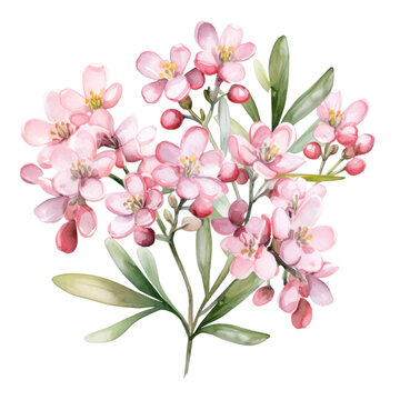 Cute Pastel Pink Waxflower Flower Botanical Watercolor Painting Illustration