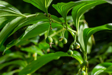 Unripe berries of Angular Solomon's seal also known as Scented Solomon's seal, Polygonatum odoratum