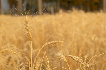 Golden wheat ear with the sun bathing the field