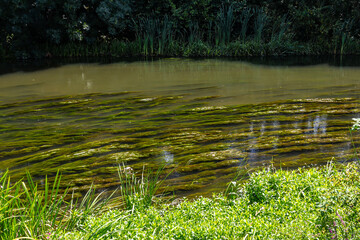 Water plants in the river - Pondweed - Potamogeton natans