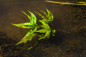 Aquatic plants. Freshwater algae background. Photographer's shadow. Ecological concept. Blur under water
