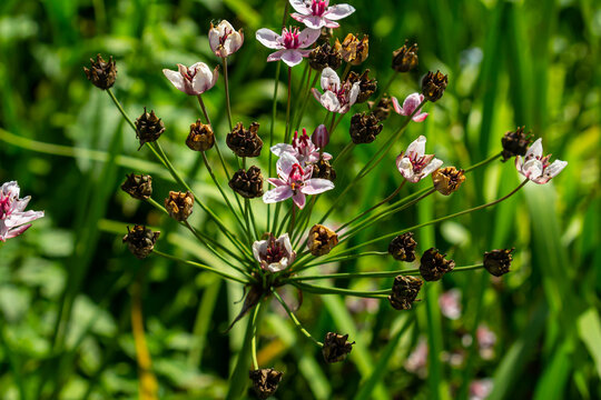 Butomus umbellatus, Flowering Rush. Wild plant shot in summer.