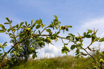 Red rose hips of dog rose. Rosa canina, commonly known as the dog rose