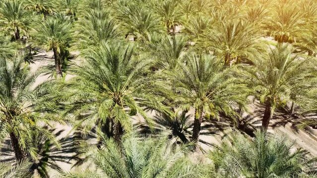 Aerial of rows of date palm trees at a date farm in Southern California.