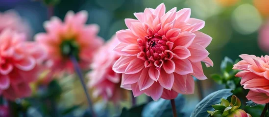  Closeup of a beautiful pink dahlia with bokeh, resembling a pompom, in the garden. © AkuAku