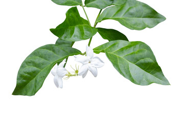 Fresh Jasminum sambac flower bloom isolated on white background included clipping path.