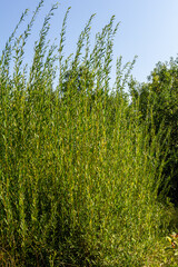 Salix purpurea purple willow or osier is a species of Salix native to most of Europe. Purple willow...