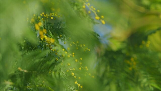Yellow Mimosa In Sunlight. Yellow Gold Flowering Mimosa Tree. Acacia Dealbata In Bloom. Still.