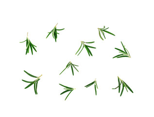 Fresh rosemary isolated on a white background