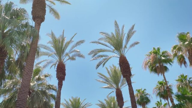 Camera looks up as it moves past rows a palm trees in Palm Springs California.