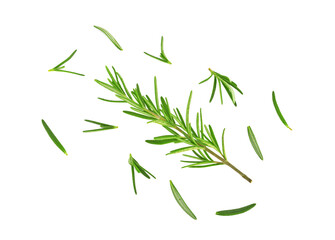Fresh rosemary isolated on a white background