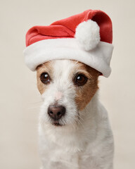 A charming Jack Russell Terrier dog in a Santa hat exudes holiday vibes, attentively posing for the festive season