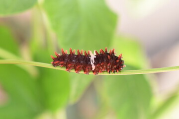 caterpillar on a leaf