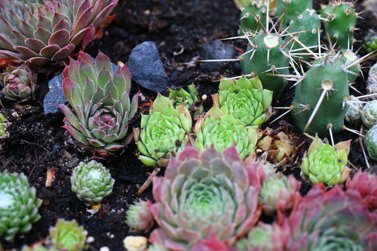 Sempervivum calcaeum from Petite Ceuse Rojnik wapienny