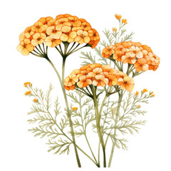 Beautiful Bouquet of Orange Yarrow Flower Bouquets Botanical Watercolor Painting Illustration