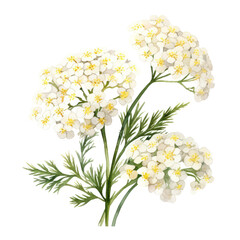 Blooming White Yarrow Flower Bouquets Botanical Watercolor Painting Illustration