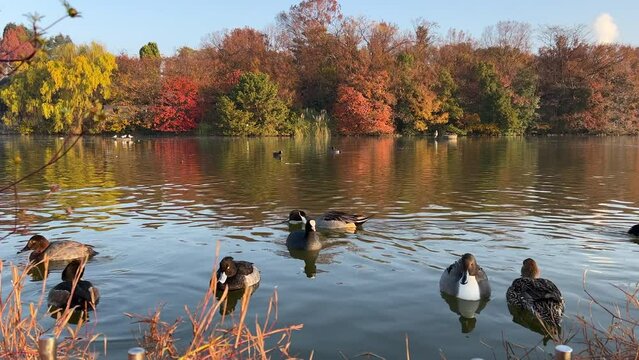 wild ducks at a pond in city park