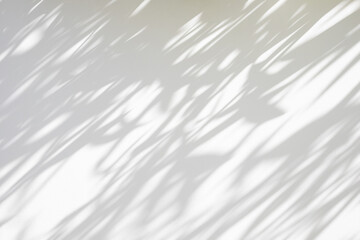 Abstract natural tree leaves shadow on white wall background - Powered by Adobe