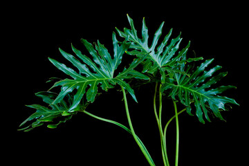 Green leaves of philodendron selloum or split-leaf monstera (Philodendron bipinnatifidum) the tropical foliage plant isolated on black background, clipping path included © Tri Visuals