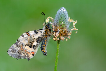 Macro shots, Beautiful nature scene. Closeup beautiful butterfly sitting on the flower in a summer garden.